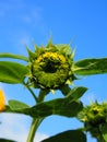 Sunflower and colorful background texture Royalty Free Stock Photo