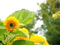 Sunflower and colorful background texture Royalty Free Stock Photo