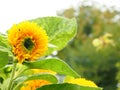 Sunflower and colorful background texture Royalty Free Stock Photo