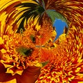 Sunflower Colors Abstract Blurs Backgrounds