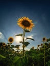 Vertical photo of a field of sunflowers