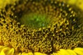 Sunflower core. Ripening of black seeds. Macro photography.