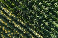 Sunflower and corn field Royalty Free Stock Photo