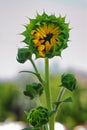 A sunflower and a couple little buddies just opening up to bloom. Royalty Free Stock Photo