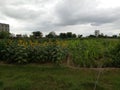 Sunflower crop in agriculture field