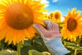 Sunflower crop protection