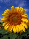 Sunflower Crop in West Texas
