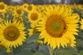 Sunflower cultivation at sunrise. Sunflower natural background. Sunflower blooming. Honeybee pollinating sunflower Royalty Free Stock Photo