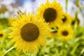 Sunflower in dailylight with green