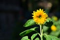 Sunflower on a dark background close-up. Royalty Free Stock Photo