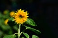 Sunflower on a dark background close-up. Royalty Free Stock Photo