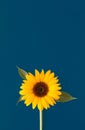 Sunflower flower on a dark blue background. Summer floral concept with large copy space. Royalty Free Stock Photo