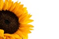 Sunflower Royalty Free Stock Photo