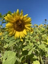 Sunflower delight Royalty Free Stock Photo