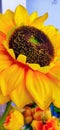 Sunflower Delight Morning Way Chromecast Royalty Free Stock Photo