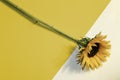 Sunflower design isolated over white and yellow Royalty Free Stock Photo