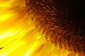 Sunflower detail close-up Royalty Free Stock Photo