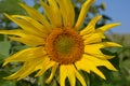 Sunflower, detail, showing Fibonacci sequence