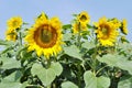 Sunflower directions Royalty Free Stock Photo