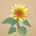 Sunflower drawing Royalty Free Stock Photo
