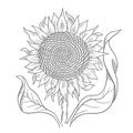 Sunflower drawing sketch. Flower with leaves. Oil production. Agriculture plant harvest. Hand drawn black and white Royalty Free Stock Photo