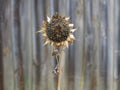 Withered sunflower isolated at timber fence blurred background Royalty Free Stock Photo