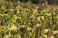 The sunflower droop Royalty Free Stock Photo