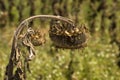 The sunflower droop Royalty Free Stock Photo