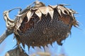 The sunflower droop Royalty Free Stock Photo