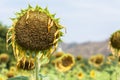 Sunflower Droop Royalty Free Stock Photo