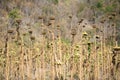 Sunflower Droop