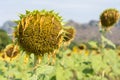 Sunflower Droop Royalty Free Stock Photo