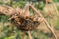 Sunflower droop