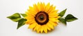 Sunflower with electric blue petals and green leaves against a white background Royalty Free Stock Photo