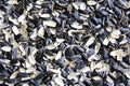 Sunflower empty seed shells Royalty Free Stock Photo