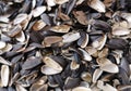 Sunflower empty seed shells Royalty Free Stock Photo