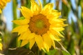 Sunflower eternal seduction Royalty Free Stock Photo