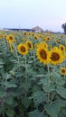 sunflower Royalty Free Stock Photo