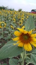 sunflower Royalty Free Stock Photo