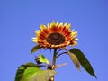 Sunflower Evening Sun