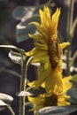 Sunflower in the evening sunlight in summer