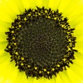 Sunflower eye close up Royalty Free Stock Photo