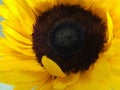 Sunflower Face health healthy oil summer Royalty Free Stock Photo