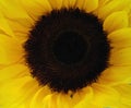 Sunflower Face Bloom Flower Summer Season Sunflower Oil Healthy Face