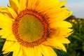 Sunflower Face Close Up Royalty Free Stock Photo