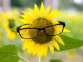 Sunflower face Royalty Free Stock Photo