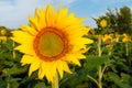 Sunflower Face and Sunflower Stalk in Background Royalty Free Stock Photo