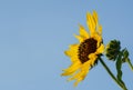 Sunflower facing inward Royalty Free Stock Photo