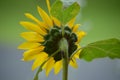 Sunflower Royalty Free Stock Photo