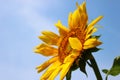 Sunflower facing sunshine under the blue sky